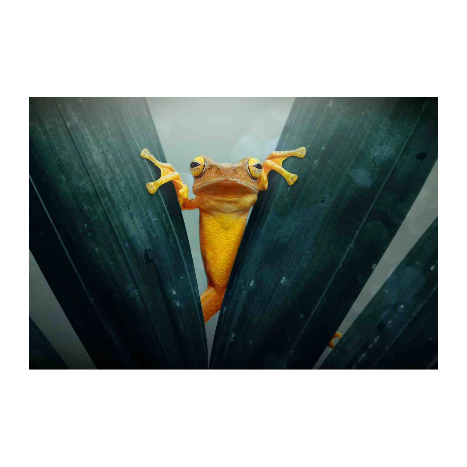 Vibrant Frog Peeking Through Leaves Wall Art