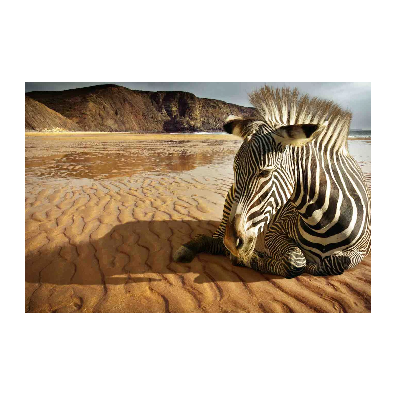 Resting Zebra on Sandy Beach Wall Art