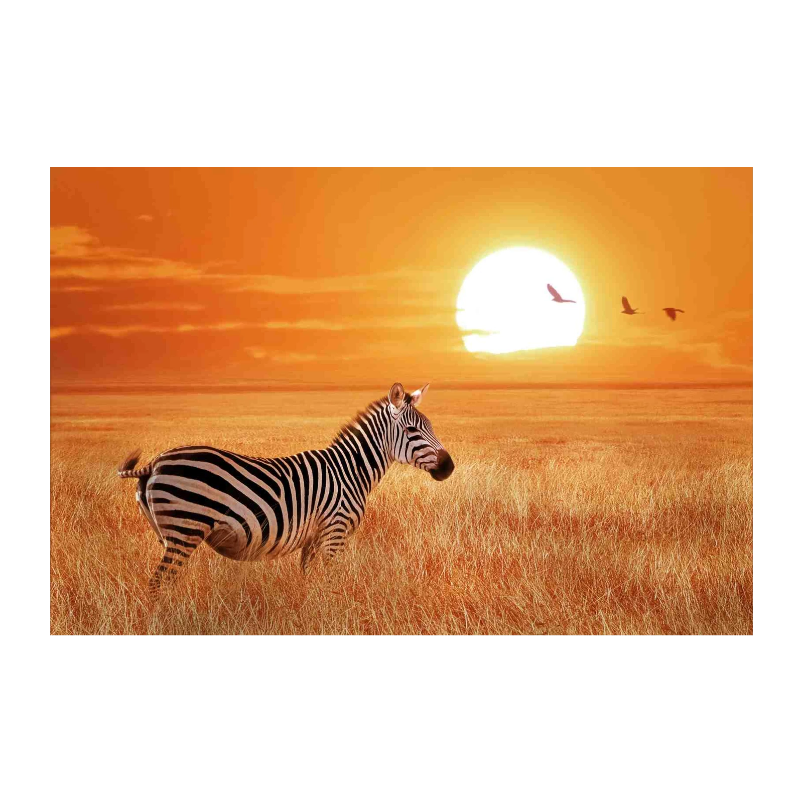 African Sunset Zebra Safari Wall Art