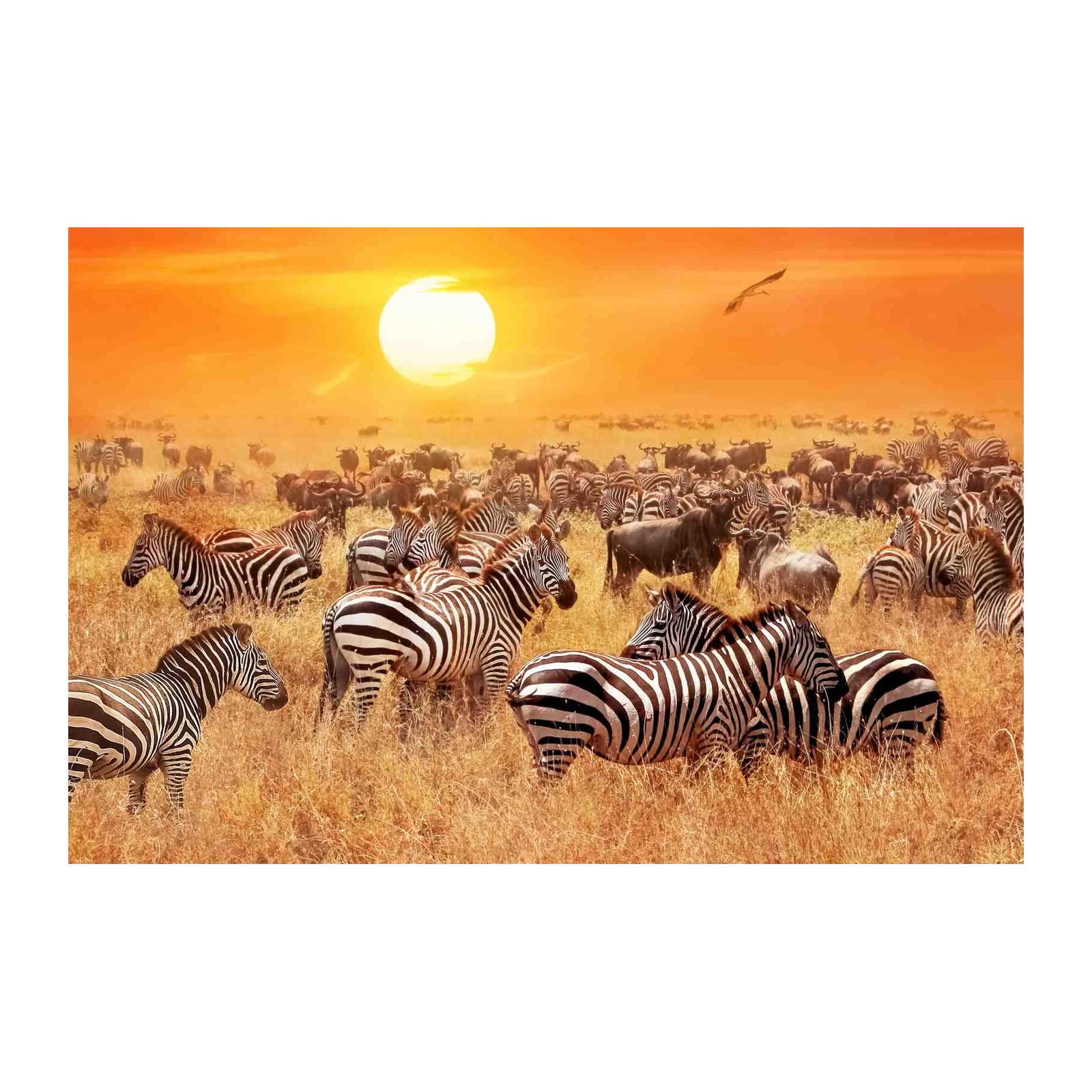 Majestic Zebra Herd Sunset African Safari Wall Art