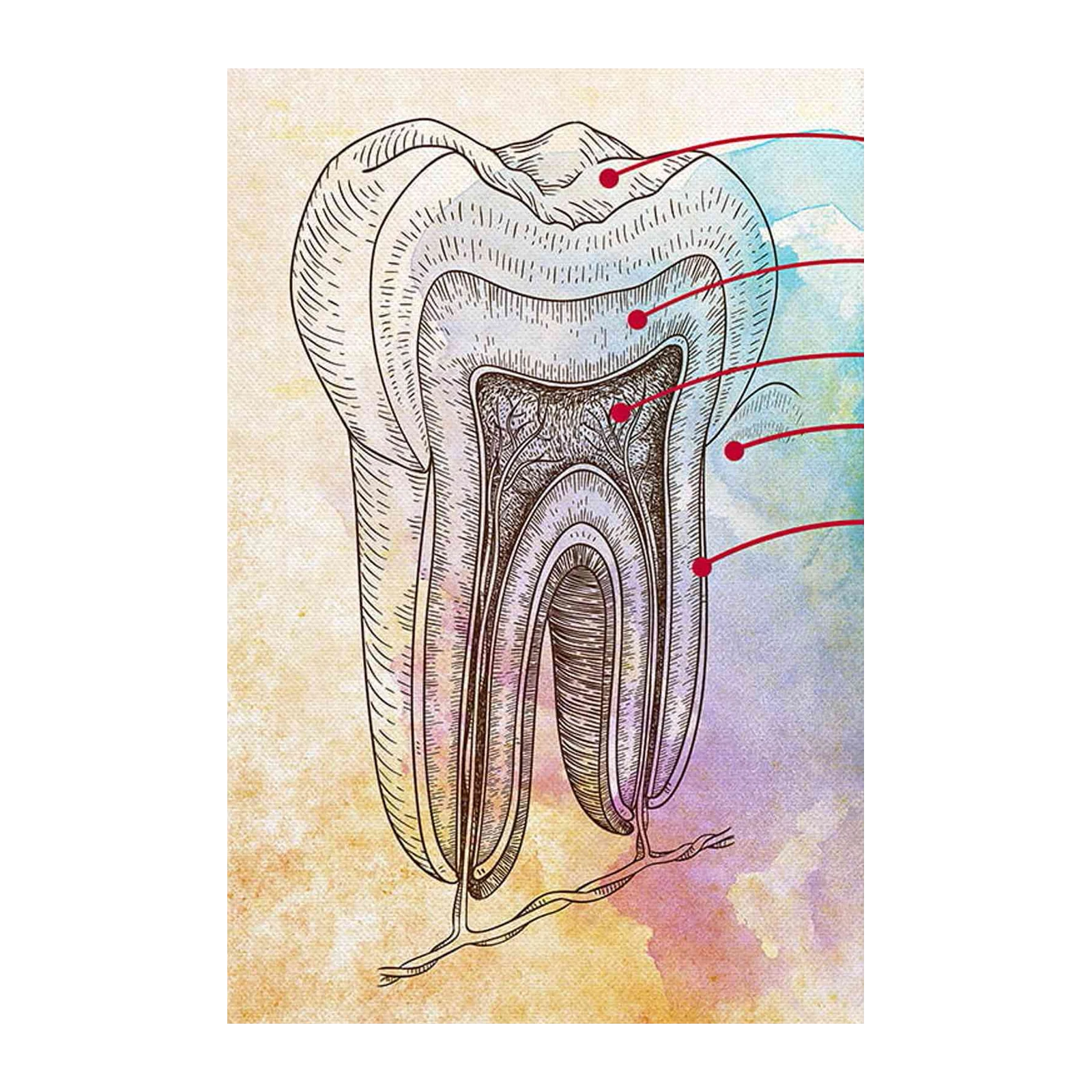 Vintage Tooth Anatomy Sketch Wall Art