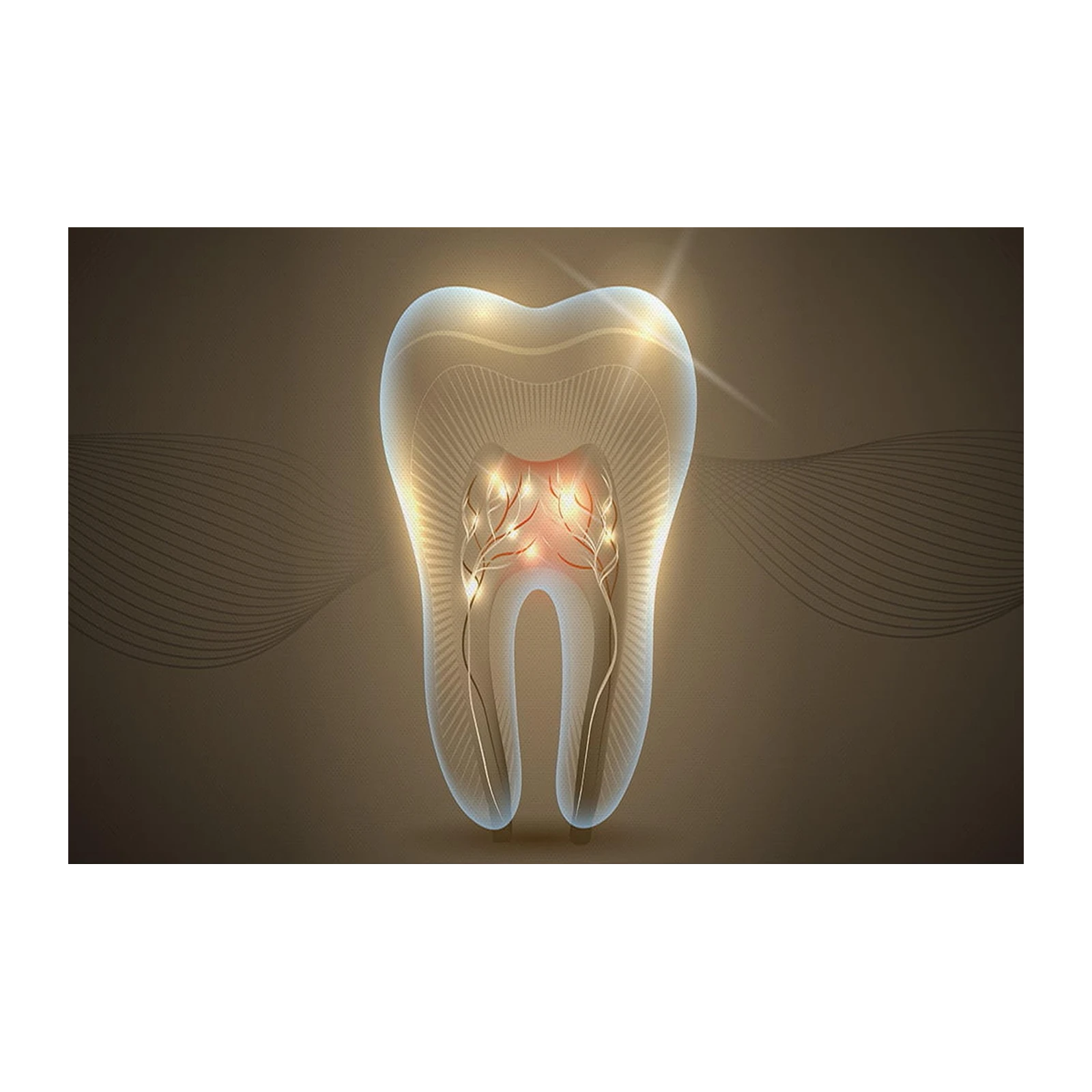 Radiant Tooth Anatomy Wall Art for Dental Offices