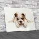 Gorgeous Bull Dog Puppy Canvas Print Large Picture Wall Art