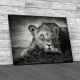Beautiful Young Lion Cub Canvas Print Large Picture Wall Art