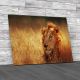 South African Lion Lying Canvas Print Large Picture Wall Art
