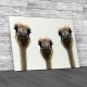 Isolated Ostriches Heads Canvas Print Large Picture Wall Art