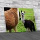 Alpaca Baby With His Mother Canvas Print Large Picture Wall Art