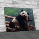 Panda Bear Posing For Camera Canvas Print Large Picture Wall Art