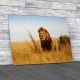 Lion Caesar Canvas Print Large Picture Wall Art
