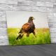 Harriss Hawk Canvas Print Large Picture Wall Art