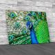 Beautiful Peacock Canvas Print Large Picture Wall Art