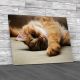 Fluffy Cat Canvas Print Large Picture Wall Art