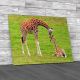 Giraffes Canvas Print Large Picture Wall Art