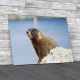 Yellow Bellied Marmot Canvas Print Large Picture Wall Art