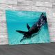 Galapagos Penguin Canvas Print Large Picture Wall Art