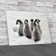 Emperor Penguin Chicks Canvas Print Large Picture Wall Art