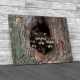 Three Young Raccoons Canvas Print Large Picture Wall Art
