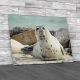 Looking Seal Canvas Print Large Picture Wall Art