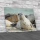 Looking Seal Canvas Print Large Picture Wall Art