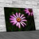 Purple Daisy Or African Daisy Canvas Print Large Picture Wall Art