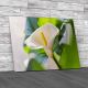 Zantedeschia Aethiopica Or Arum Lily Canvas Print Large Picture Wall Art