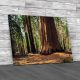 Giant Sequoia Trunk California Canvas Print Large Picture Wall Art