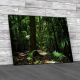 Rain Forest Canvas Print Large Picture Wall Art