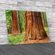 Giant Sequoias Yosemite National Park Canvas Print Large Picture Wall Art