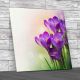 Crocus Field Flowers  Square Canvas Print Large Picture Wall Art