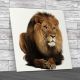 Portrait of Laying Lion Square Canvas Print Large Picture Wall Art