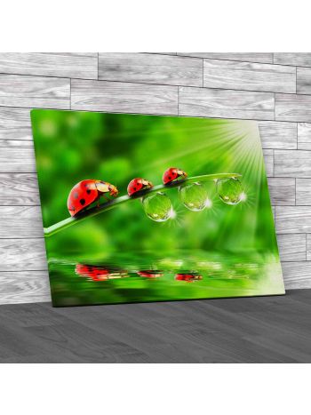 Ladybugs Family On Grass Canvas Print Large Picture Wall Art