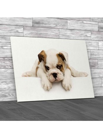 Gorgeous Bull Dog Puppy Canvas Print Large Picture Wall Art