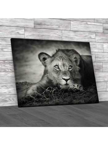 Beautiful Young Lion Cub Canvas Print Large Picture Wall Art