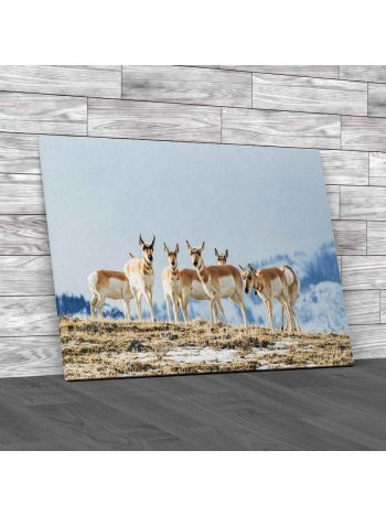 Group Of Pronghorn Antelopes Canvas Print Large Picture Wall Art