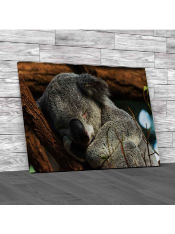A Sleeping Koala Canvas Print Large Picture Wall Art