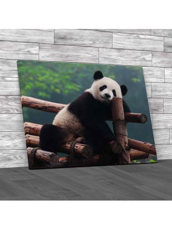 Panda Bear Posing For Camera Canvas Print Large Picture Wall Art