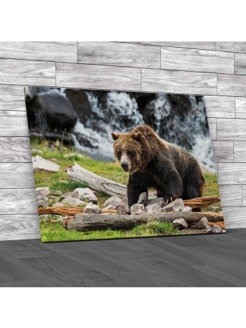 Grizzly Bear In Yellowstone National Park Canvas Print Large Picture Wall Art