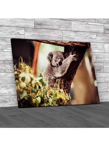 Koala Bear Relaxing Canvas Print Large Picture Wall Art