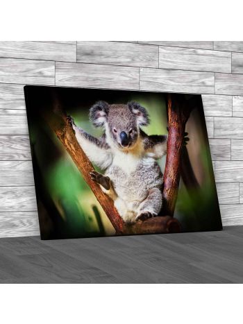 Koala Bear Sitting On A Trunk Canvas Print Large Picture Wall Art