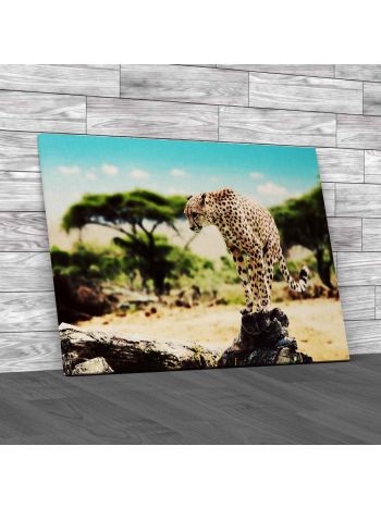 Wild Cheetah Canvas Print Large Picture Wall Art