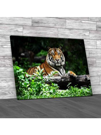 Bengal Tiger In Forest Canvas Print Large Picture Wall Art