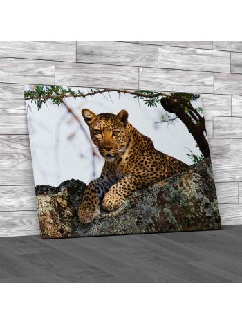 Leopard On A Tree Canvas Print Large Picture Wall Art