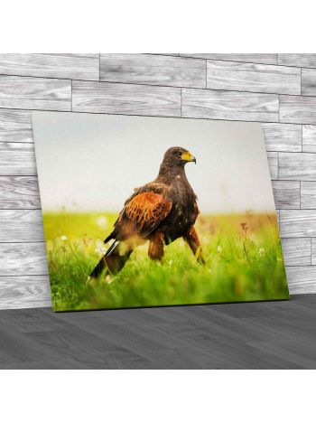 Harriss Hawk Canvas Print Large Picture Wall Art