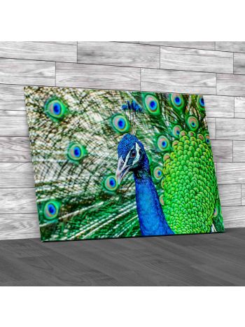 Beautiful Peacock Canvas Print Large Picture Wall Art