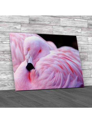 Chilean Flamingo Canvas Print Large Picture Wall Art
