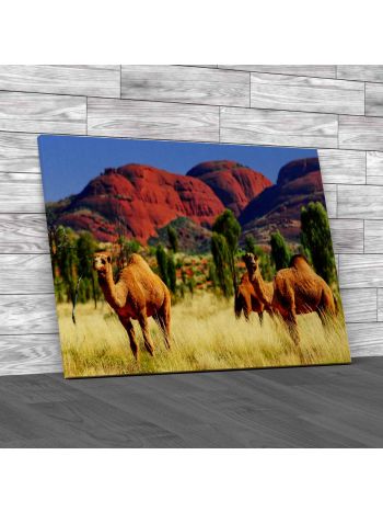 Camels In Australia Canvas Print Large Picture Wall Art