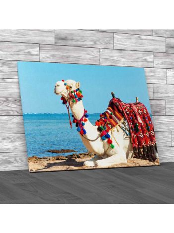 Camel Resting In Egypt Canvas Print Large Picture Wall Art