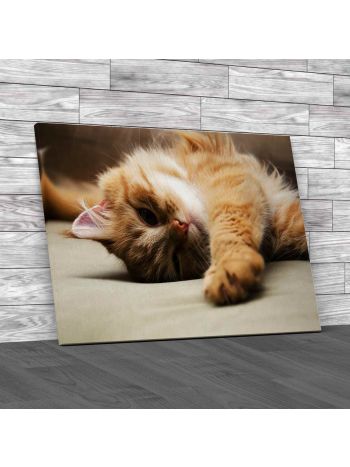 Fluffy Cat Canvas Print Large Picture Wall Art