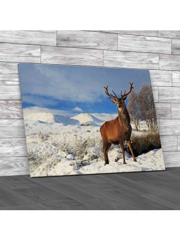Scottish Red Deer Stag Canvas Print Large Picture Wall Art