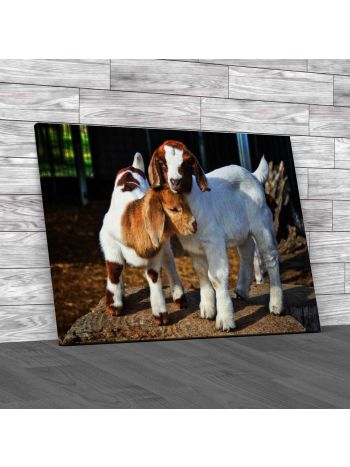 Baby Goats Canvas Print Large Picture Wall Art